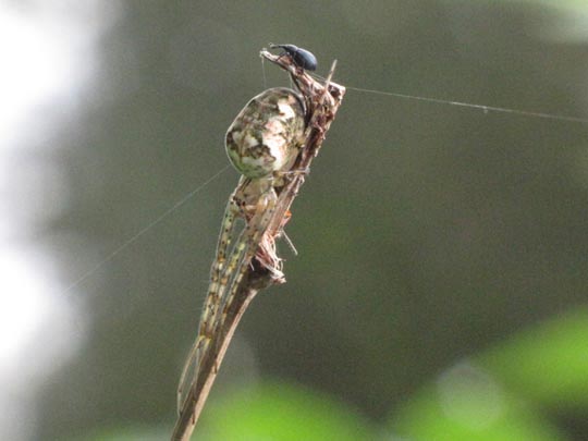 Herbstspinne, Metellina