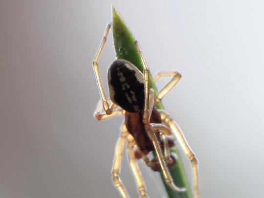 Pachygnatha cf. listeri