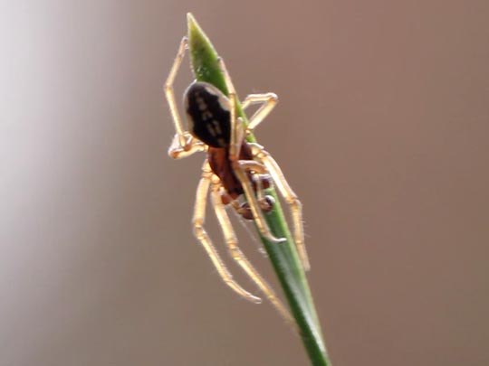 Pachygnatha cf. listeri