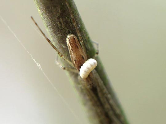 Tetragnatha montana