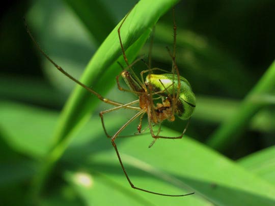 Tetragnatha