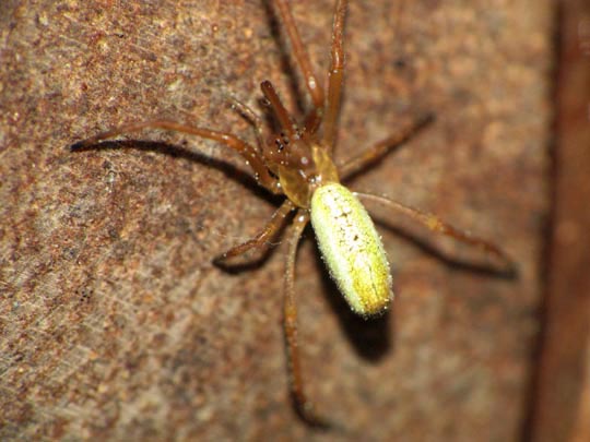 Tetragnatha