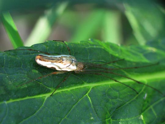 Tetragnatha montana