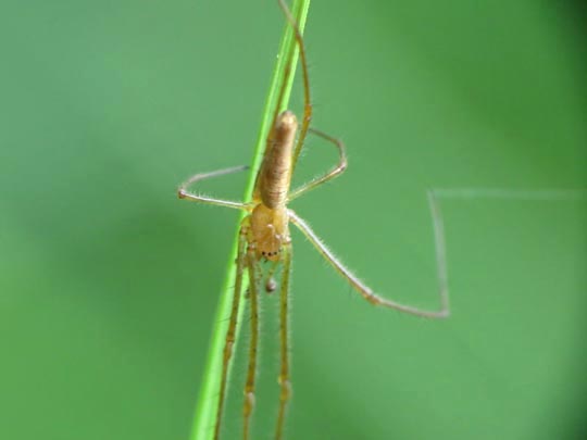 Tetragnatha extensa