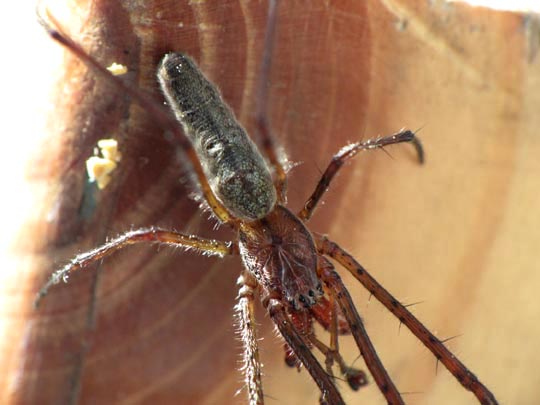 Tetragnatha