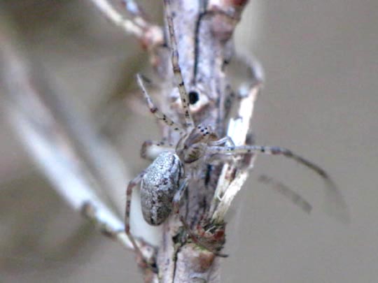 Tetragnatha obtusa