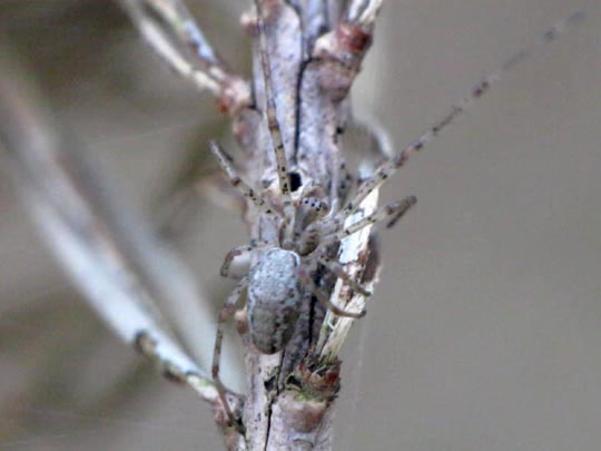 Tetragnatha obtusa