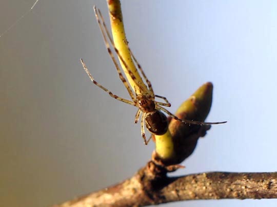 Tetragnatha