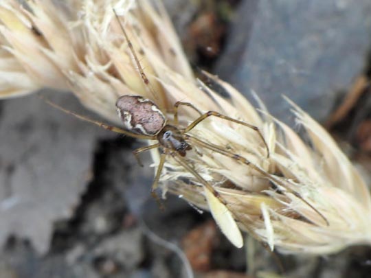 Tetragnatha obtusa