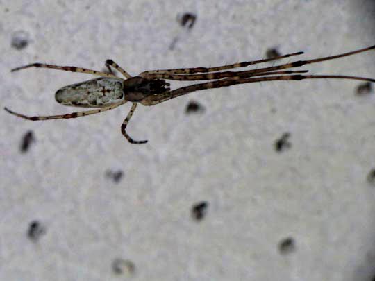 Tetragnatha montana