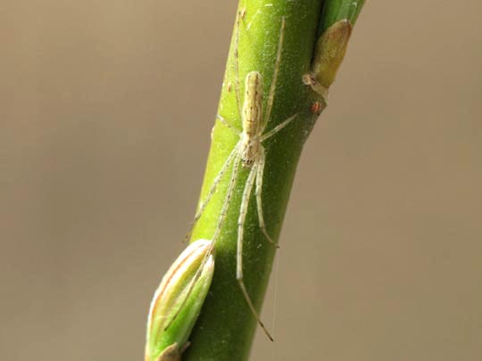 Tetragnatha