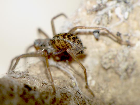 Tegenaria cf. atrica