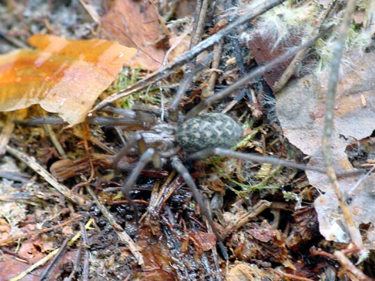 Tegenaria cf. atrica