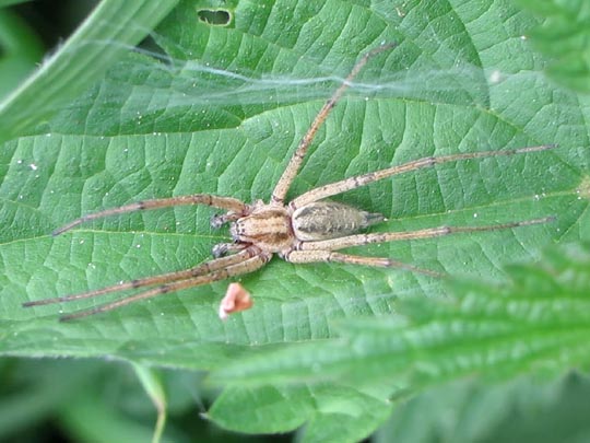 Agelena sp.