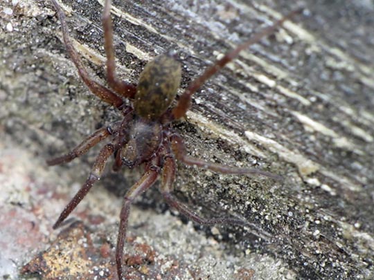 Tegenaria cf. atrica