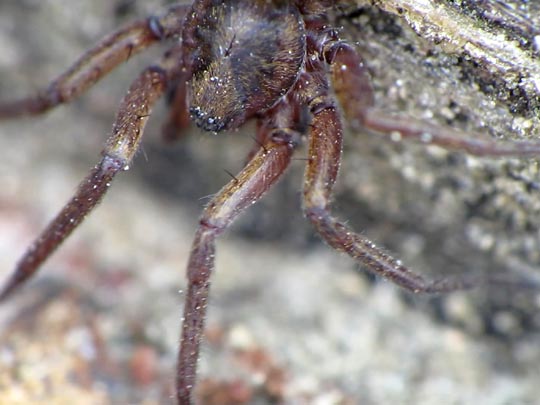 Tegenaria cf. atrica