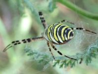 Wespenspinne, Argiope bruennichi