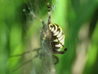 Wespenspinne, Argiope bruennichi