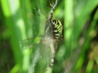 Wespenspinne, Argiope bruennichi