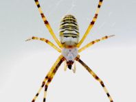 Wespenspinne, Argiope bruennichi