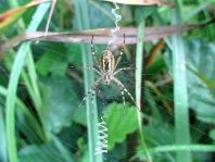 Wespenspinne, Argiope bruennichi