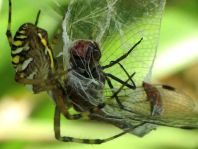 Wespenspinne, Argiope bruennichi