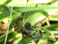 Wespenspinne, Argiope bruennichi