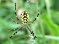 Wespenspinne, Argiope bruennichi