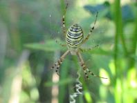 Wespenspinne, Argiope bruennichi