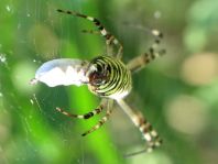 Wespenspinne, Argiope bruennichi