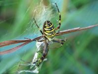 Wespenspinne, Argiope bruennichi