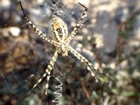 Argiope trifasciata