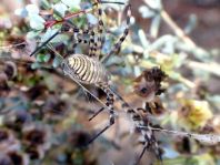 Argiope trifasciata