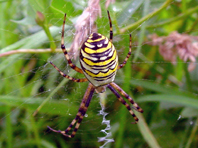 Wespenspinne, Argiope bruennichi