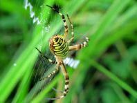 Wespenspinne, Argiope bruennichi