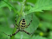 Wespenspinne, Argiope bruennichi