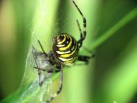 Wespenspinne, Argiope bruennichi