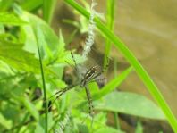 Wespenspinne, Argiope bruennichi