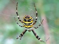 Wespenspinne, Argiope bruennichi