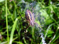 Wespenspinne, Argiope bruennichi