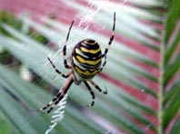 Wespenspinne, Argiope bruennichi