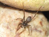 Wolfspinne, Lycosidae, Pardosa