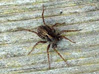 Wolfspinne, Lycosidae,  Pardosa amentata, männchen