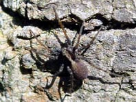 Pardosa lugubris