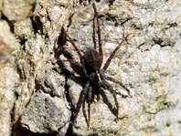 Pardosa pullata