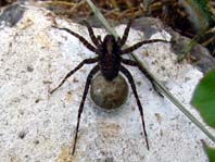 Wolfspinne, Lycosidae,  Pardosa amentata, weibchen