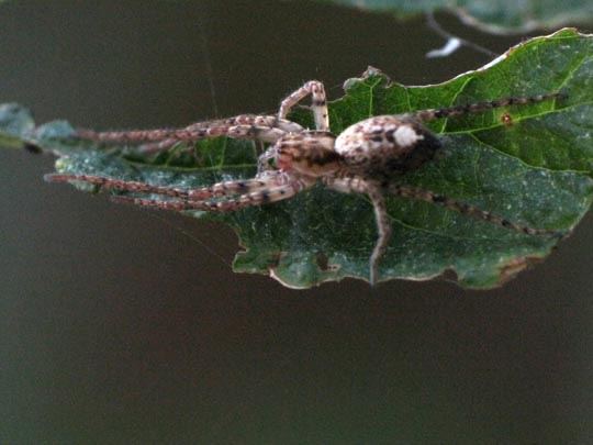 Anyphaena accentuata