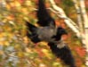 Nebelkrähe, Corvus cornix