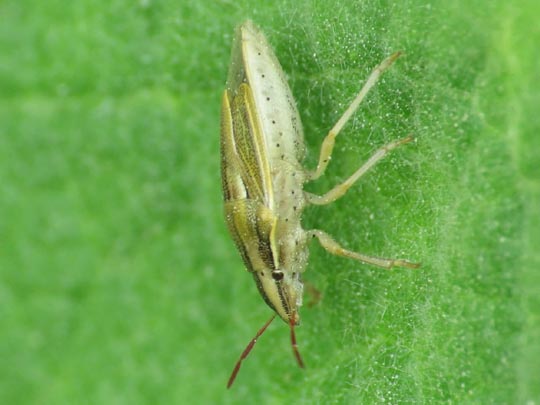 Aelia sp.