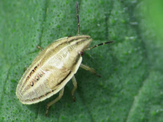 Aelia sp.